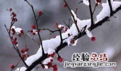梅花的三个特点是什么 梅花的三大特点是什么