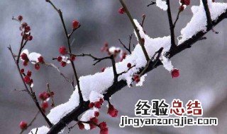 梅花的三个特点是什么 梅花的三大特点是什么