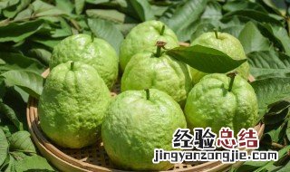 芭乐怎么算熟 芭乐怎么样算熟