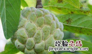 番荔枝怎么催熟 番荔枝催熟方法