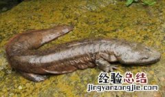 娃娃鱼是两栖类吗 娃娃鱼是两栖动物吗