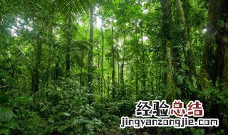 森林的主要作用有哪些 森林的主要作用有什么