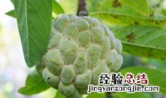 生的番荔枝能吃么 生的荔枝可以吃吗