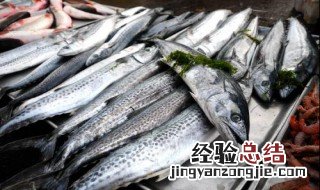 鲅鱼是不是淡水鱼 鲅鱼是海水鱼还是淡水鱼