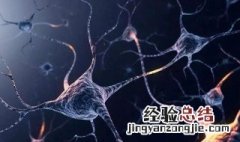 神经科学属于什么专业 了解一下神经科学的意义
