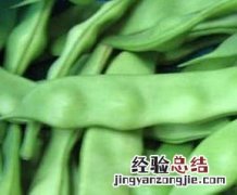 吃刀豆要注意什么 吃刀豆要注意什么饮食