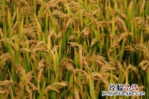 富育111是清香水稻吗 富育111水稻品种介绍