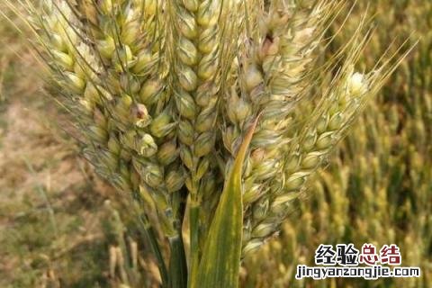 徐麦35小麦品种介绍 徐麦35小麦品种