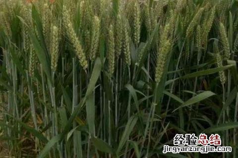 徐麦35小麦品种介绍 徐麦35小麦品种