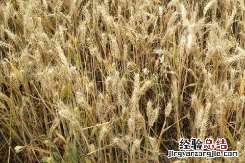 徐麦35小麦品种介绍 徐麦35小麦品种