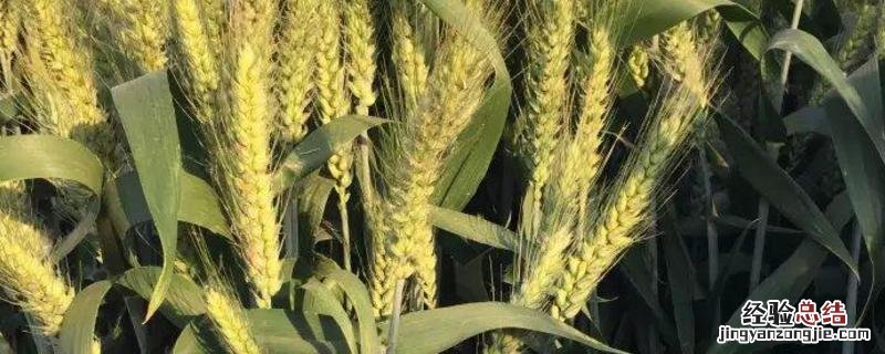 徐麦35小麦品种介绍 徐麦35小麦品种