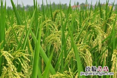 垦稻30水稻品种介绍 垦稻33品种介绍