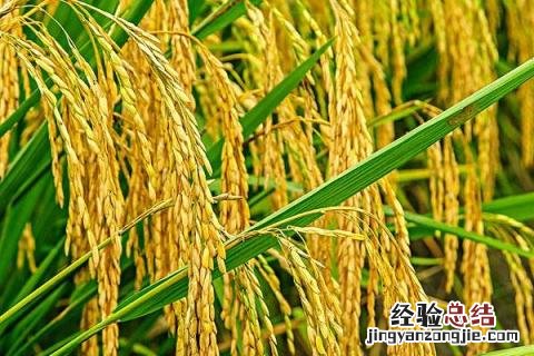 垦稻30水稻品种介绍 垦稻33品种介绍