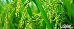 垦稻30水稻品种介绍 垦稻33品种介绍