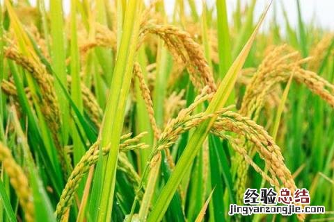垦稻30水稻品种介绍 垦稻33品种介绍