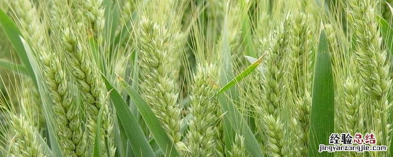 怀川916小麦品种 怀川916小麦品种是优质麦吗