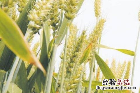 怀川916小麦品种 怀川916小麦品种是优质麦吗