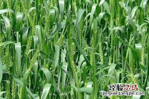 怀川916小麦品种 怀川916小麦品种是优质麦吗
