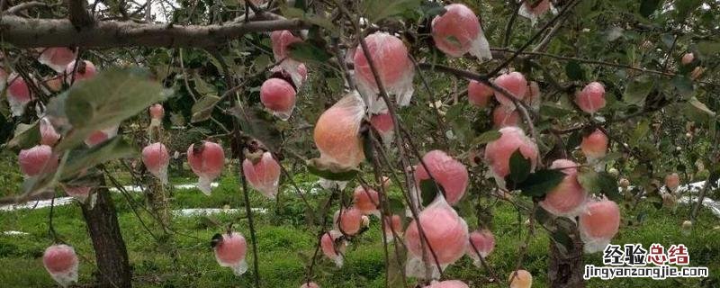果园铺反光膜的作用,反光膜是什么材料做的