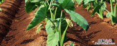 芋头为什么不能连续种2年，附芋头种植方法