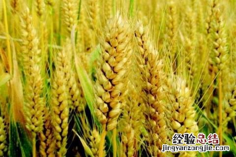 德研16号小麦品种特性 德研8号小麦品种特性