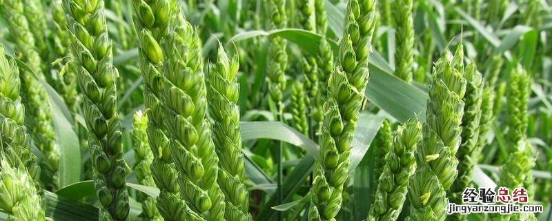 德研16号小麦品种特性 德研8号小麦品种特性