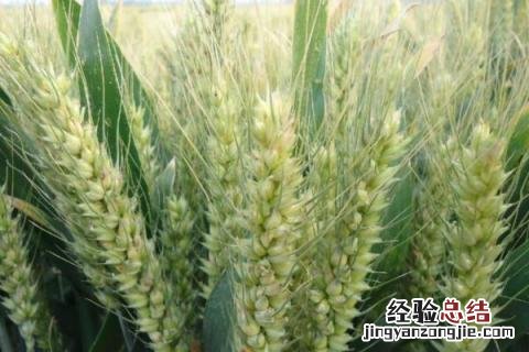 德研16号小麦品种特性 德研8号小麦品种特性