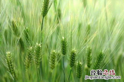 郑麦0943小麦品种介绍 郑麦0943小麦产量怎样