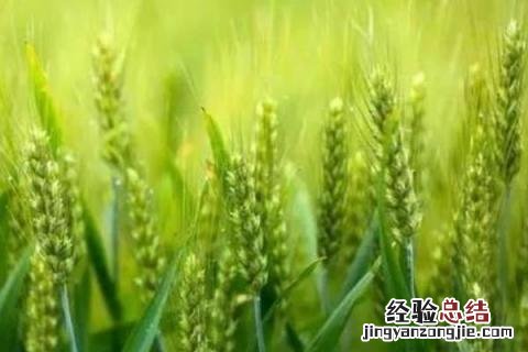 郑麦0943小麦品种介绍 郑麦0943小麦产量怎样