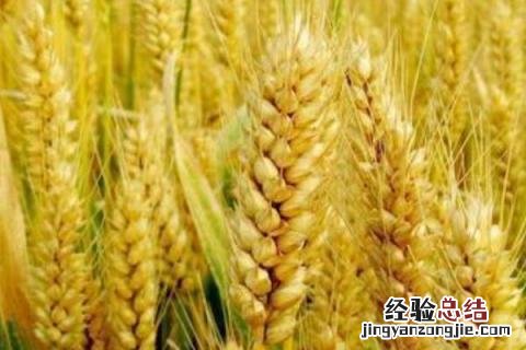 郑麦0943小麦品种介绍 郑麦0943小麦产量怎样