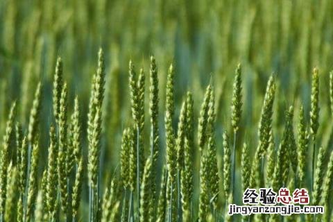 郑麦0943小麦品种介绍 郑麦0943小麦产量怎样