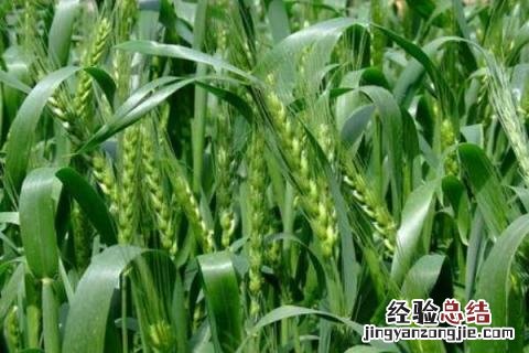 淮麦44小麦品种介绍及图片怀麦20淮麦20 淮麦44小麦品种介绍