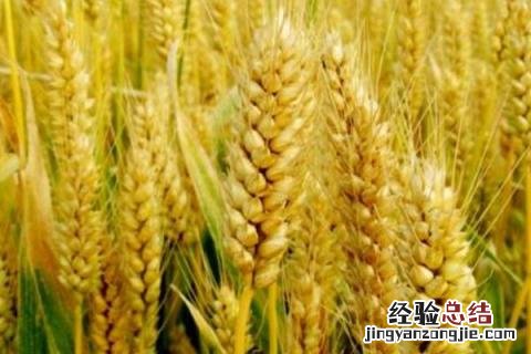 淮麦44小麦品种介绍及图片怀麦20淮麦20 淮麦44小麦品种介绍