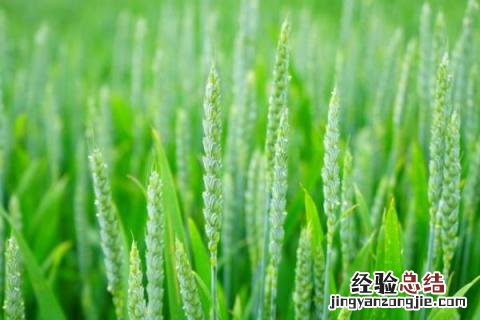 淮麦44小麦品种介绍及图片怀麦20淮麦20 淮麦44小麦品种介绍