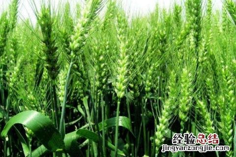 有孚一号小麦品种介绍 有孚1号小麦品种