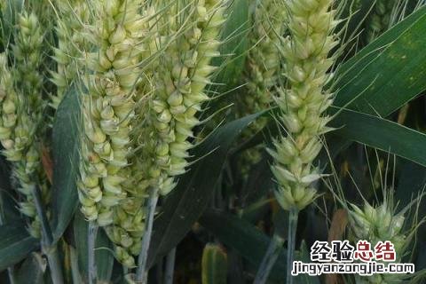 有孚一号小麦品种介绍 有孚1号小麦品种