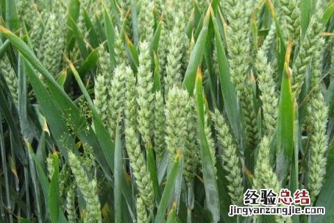 有孚一号小麦品种介绍 有孚1号小麦品种