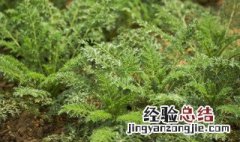 米米蒿的功效与作用 米米蒿的功效与作用茵陈