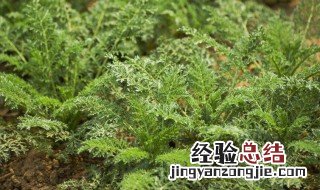 米米蒿的功效与作用 米米蒿的功效与作用茵陈