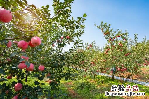 今年苹果为什么滞销了 今年苹果为什么滞销