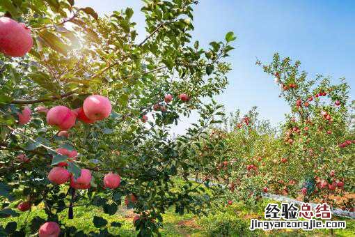 今年苹果为什么滞销了 今年苹果为什么滞销