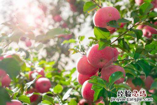 今年苹果为什么滞销了 今年苹果为什么滞销