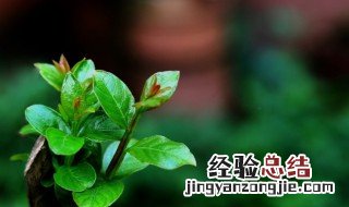 春绿散文欣赏 春天的抒情散文