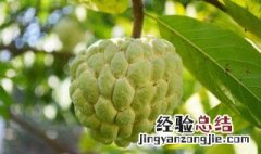 番荔枝的籽能吃吗 番荔枝子可以吃吗?