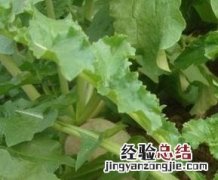 萝卜叶的功效与作用 萝卜叶的功效与作用与害处