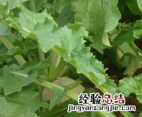 萝卜叶的功效与作用 萝卜叶的功效与作用与害处