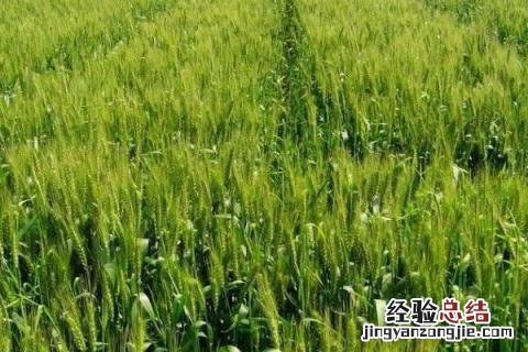 院丰369小麦品种审定公告 院丰369小麦品种