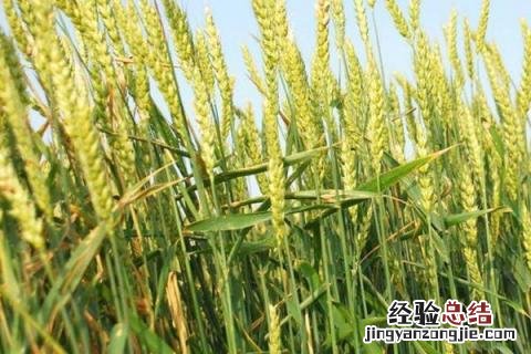 院丰369小麦品种审定公告 院丰369小麦品种
