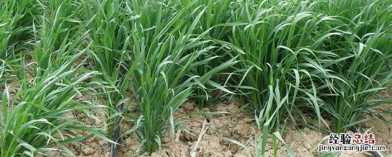 院丰369小麦品种审定公告 院丰369小麦品种