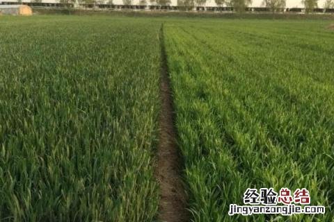 院丰369小麦品种审定公告 院丰369小麦品种